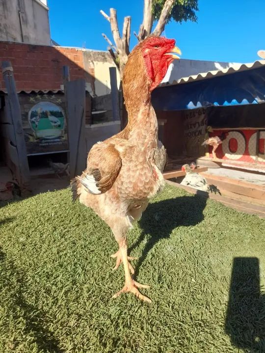 VENDO ÍNDIO GIGANTE "RAÇUDO " - Foto 6