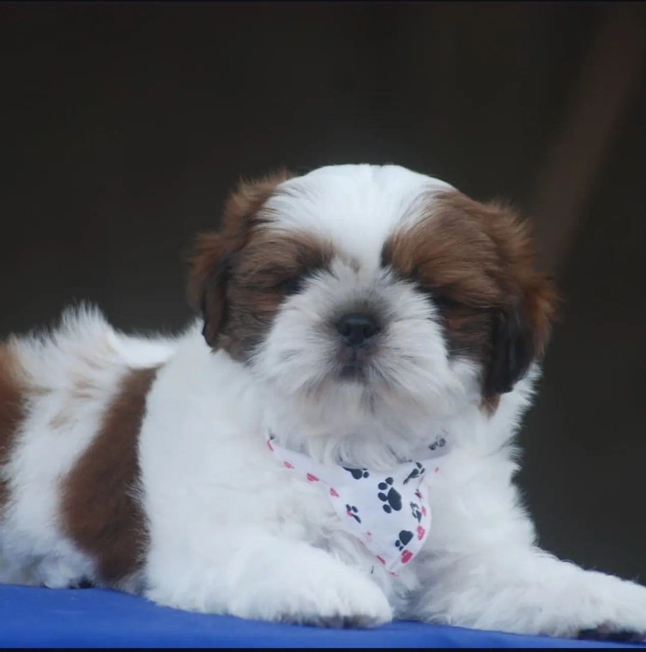 Shih Tzu filhote  - Foto 3