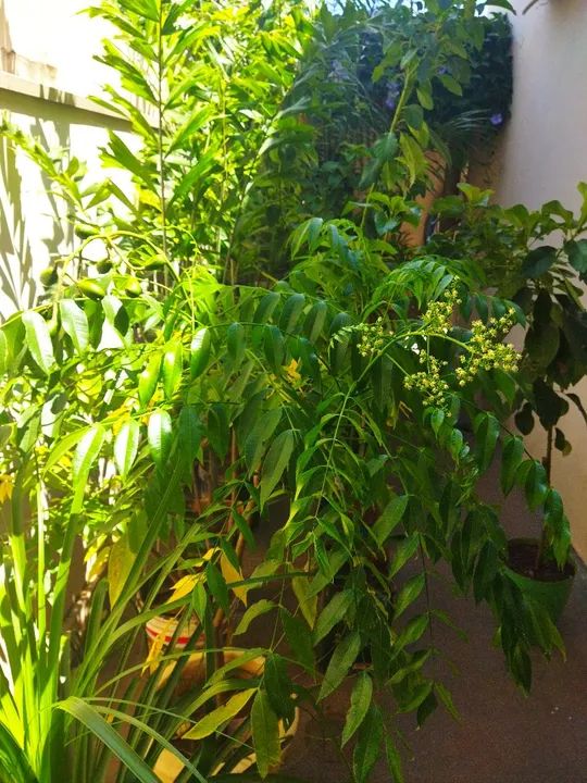 Cajá manga anão no vaso e produzindo 