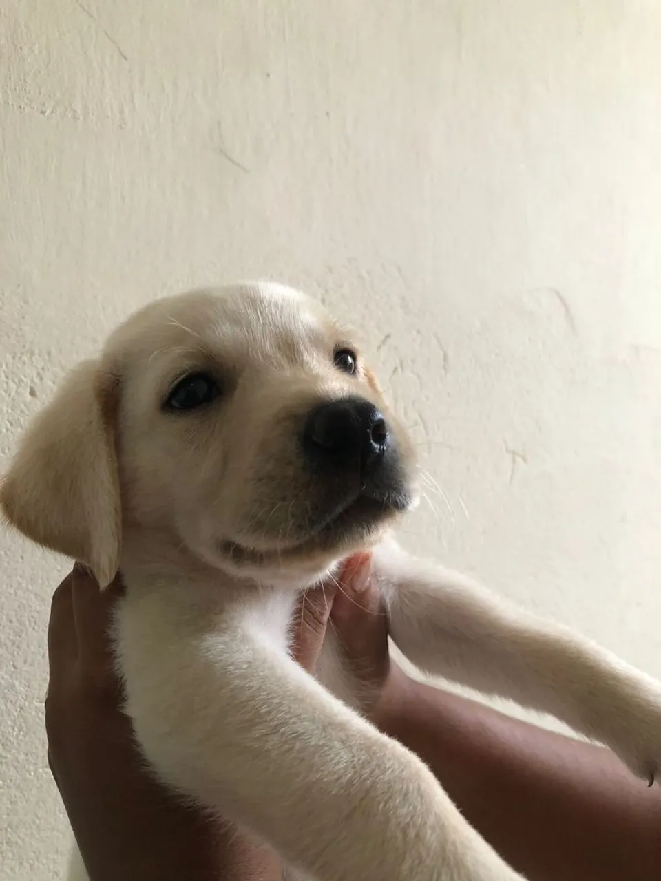 Filhote de Labrador Macho