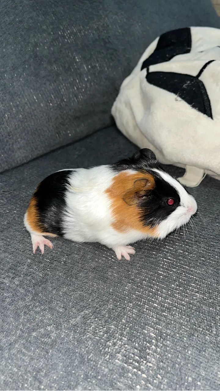 Porquinho da Índia - Filhotes - Foto 5