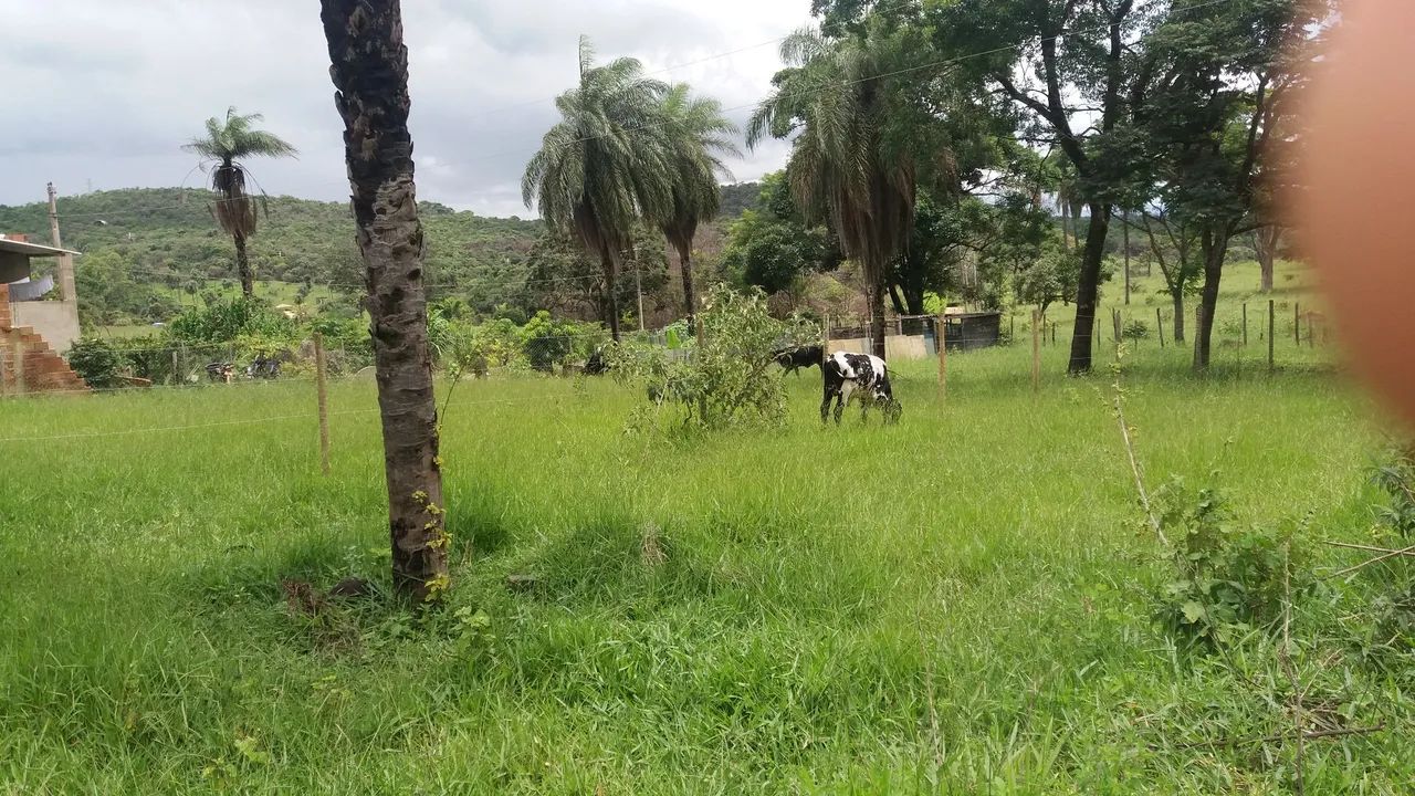 Vendo vacas .  - Foto 3