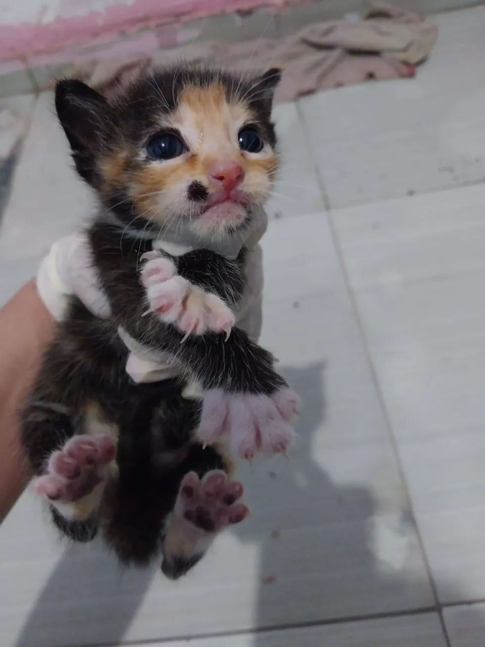 Doação de gatinha  - Foto 3