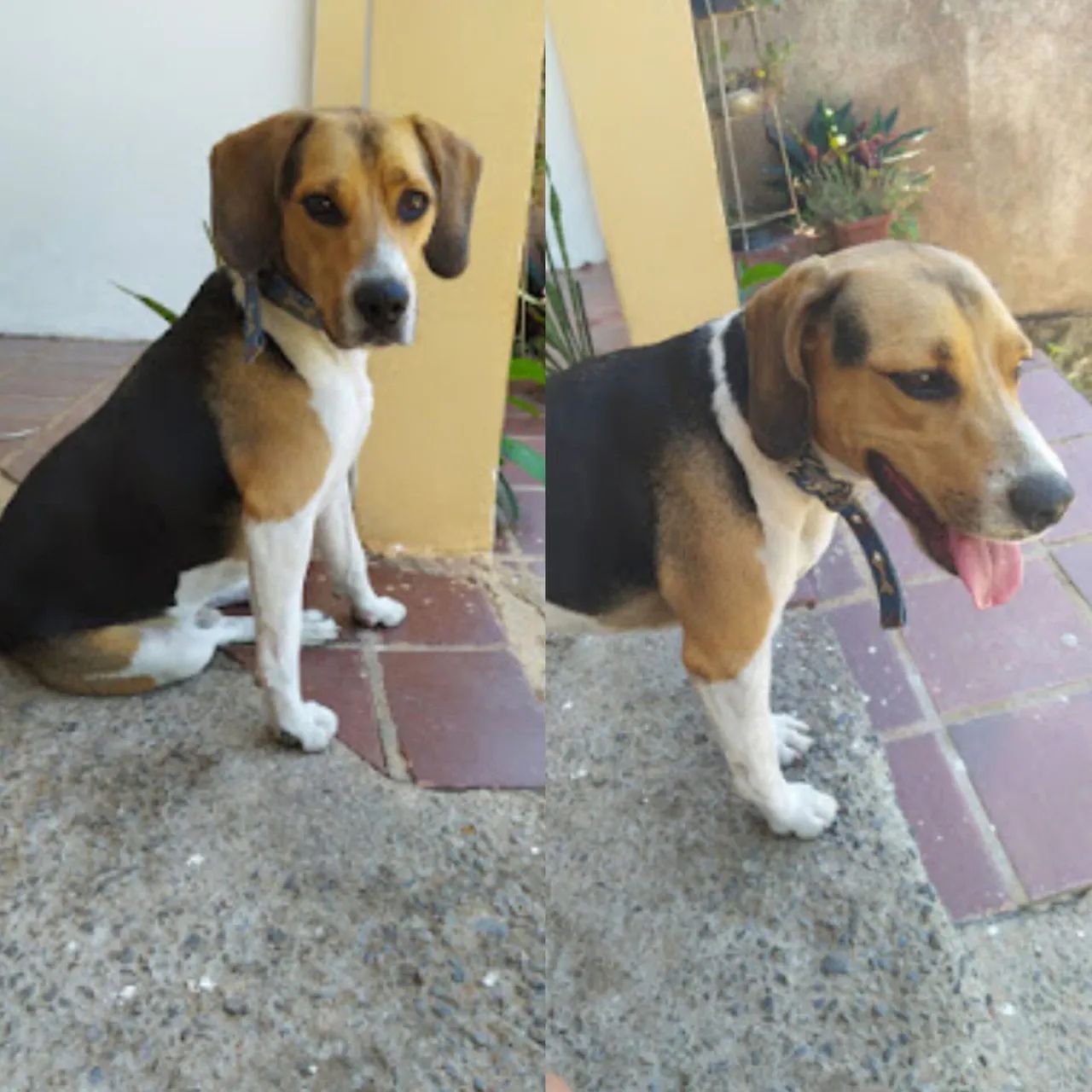 Cachorro Beagle - Foto 3