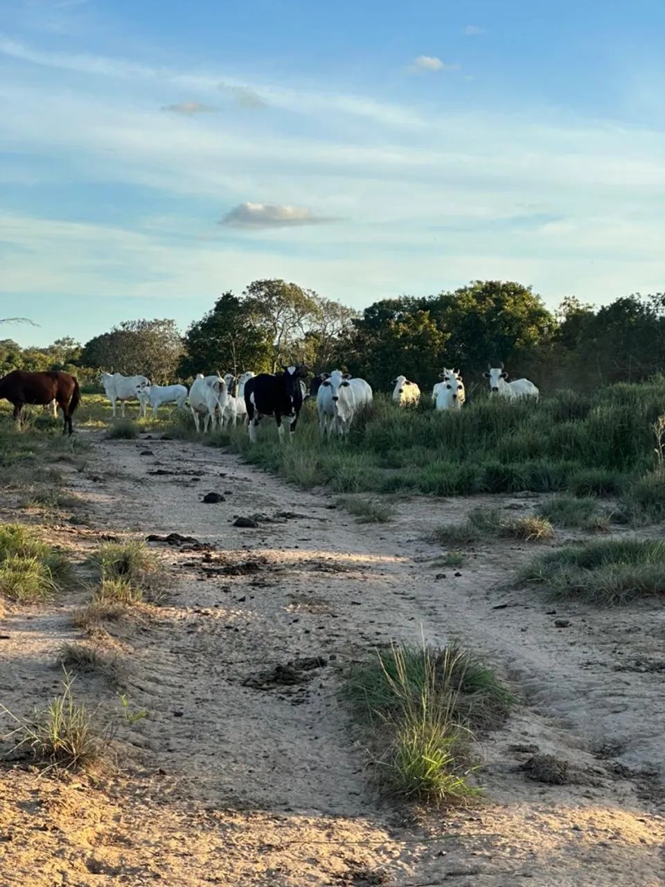 Fazenda 51 alqueires em Peixe Tocantins  - Foto 3