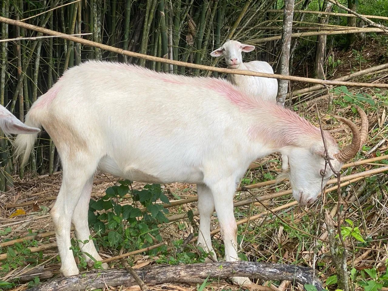 Cabrito castrado e ovelha para abate - Foto 3