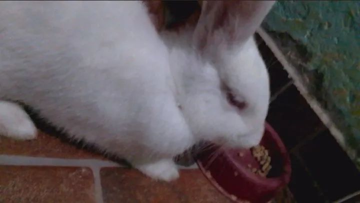 Filhote de coelho albino - Foto 2