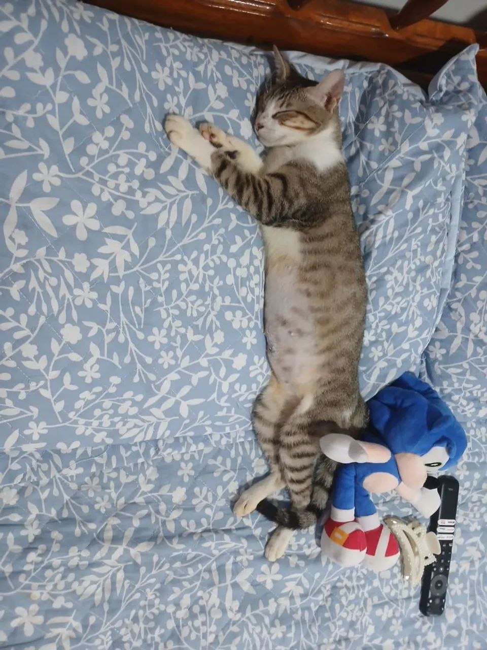 Gato adoção  - Foto 3