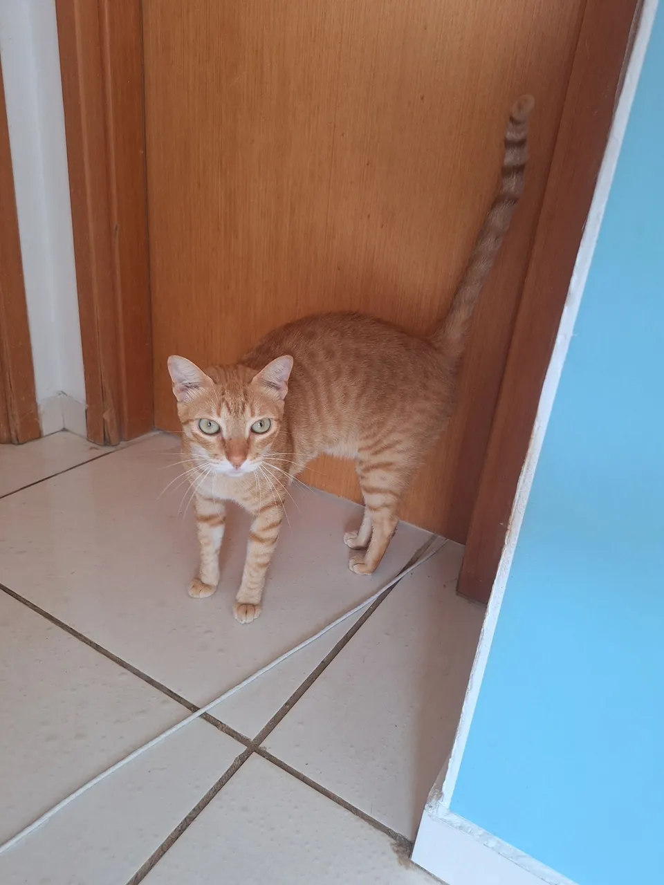 Gato castrado dócil para adoção