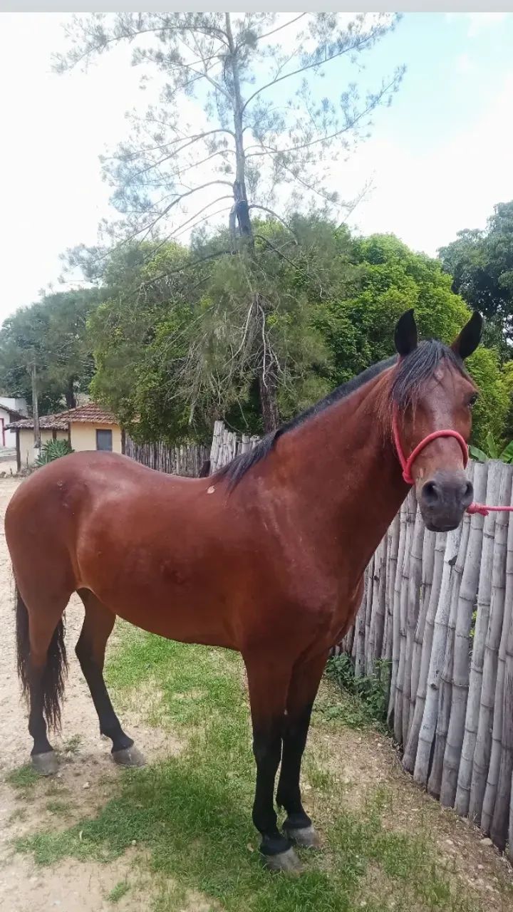 CAVALO MANGA LARGA - Foto 2