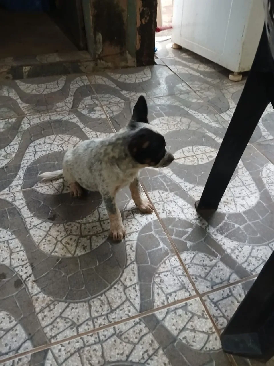 Filhote de cachorro adorável para adoção