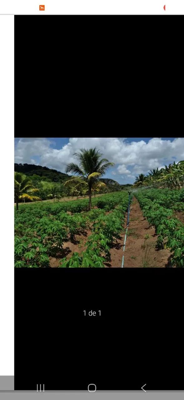 Sitio 3 hectare em alhanda  - Foto 5