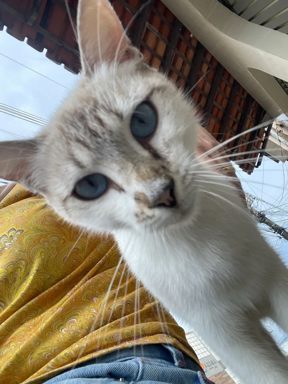 Gatinha castrada para adoção  - Foto 3