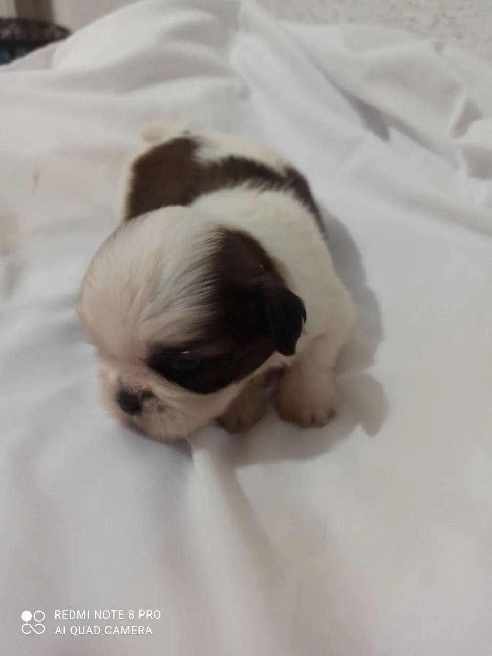 Macho shitzu - Foto 4