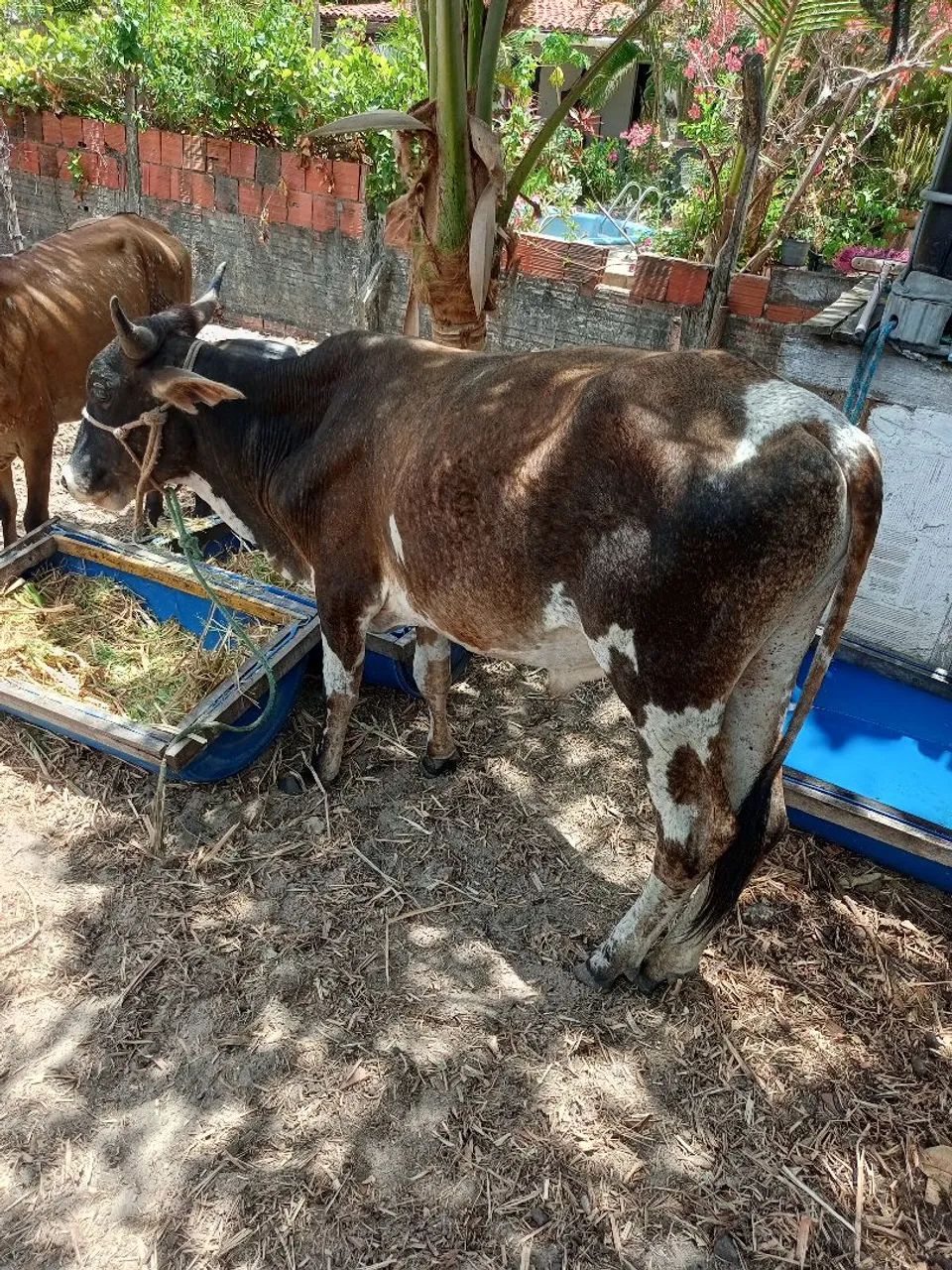 Garrote e novilhota 