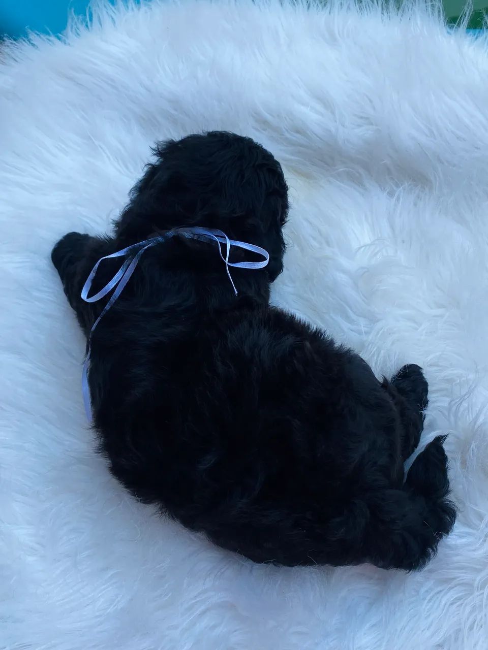 Filhote macho de lhasa apso  - Foto 2