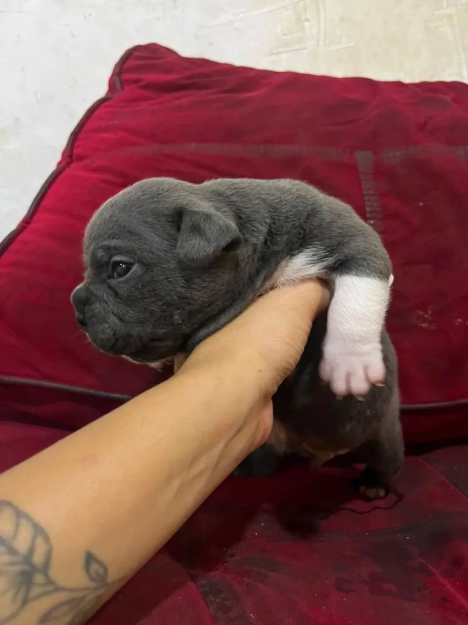 Exótic Bully blue - Foto 2