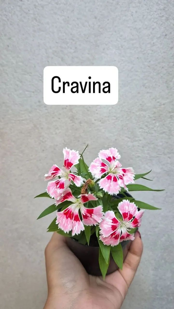 Mudas de plantas - Foto 3