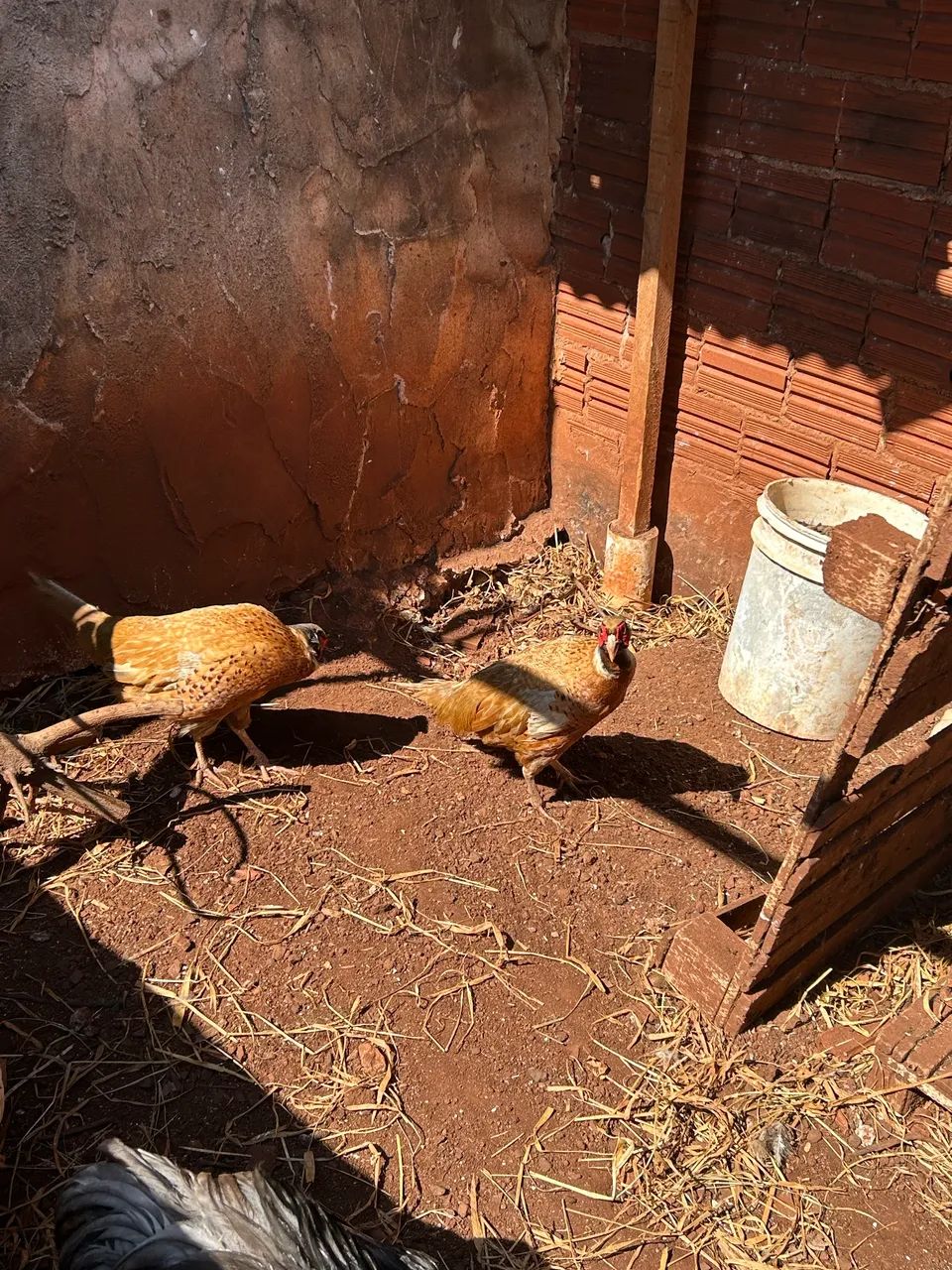 Galinhas  - Foto 2