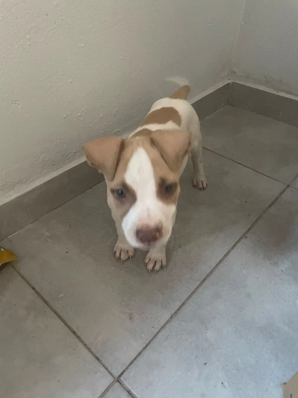 doando cachorro