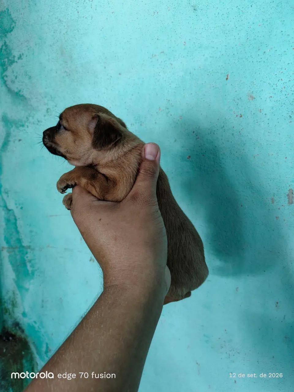 Pinscher N°1