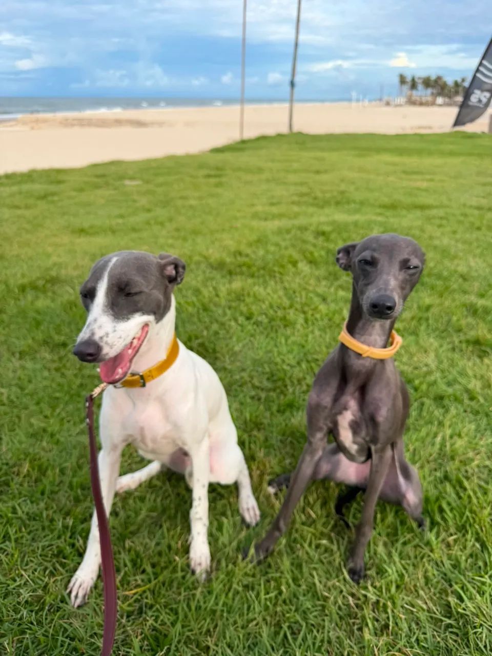 Galgo wippet  - Foto 2