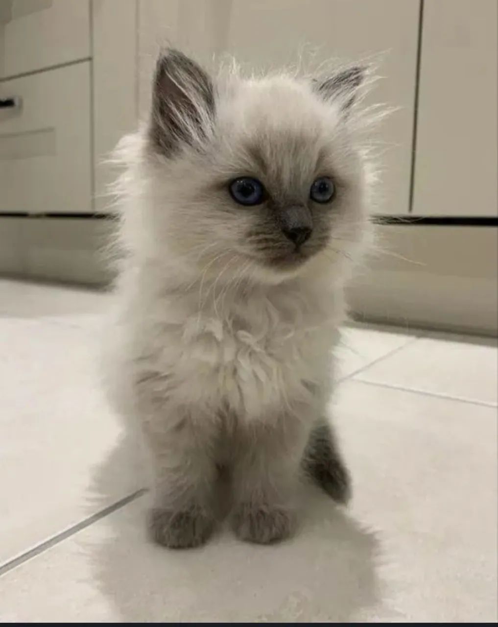 Gato ragdoll macho 