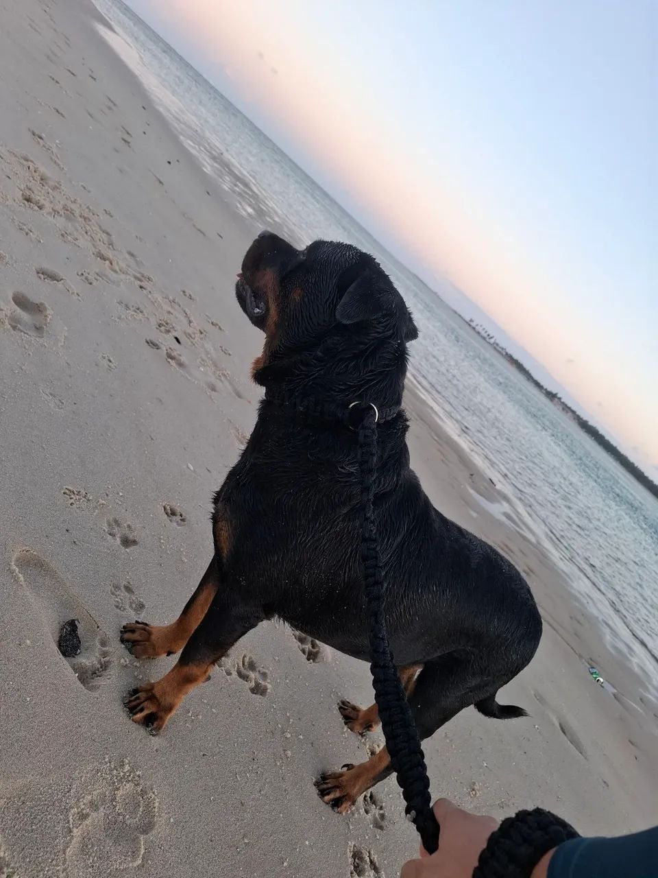 FILHOTES DE ROTTWEILER 600,00 - Foto 4
