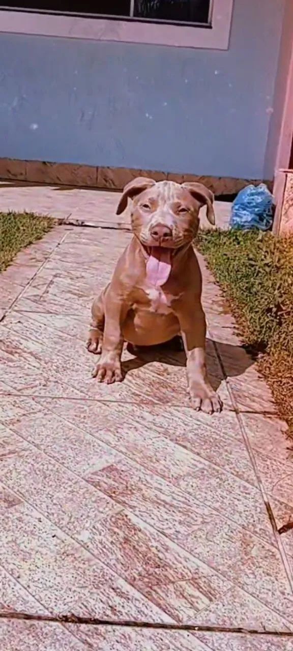 American pitmonster lilac - Foto 3