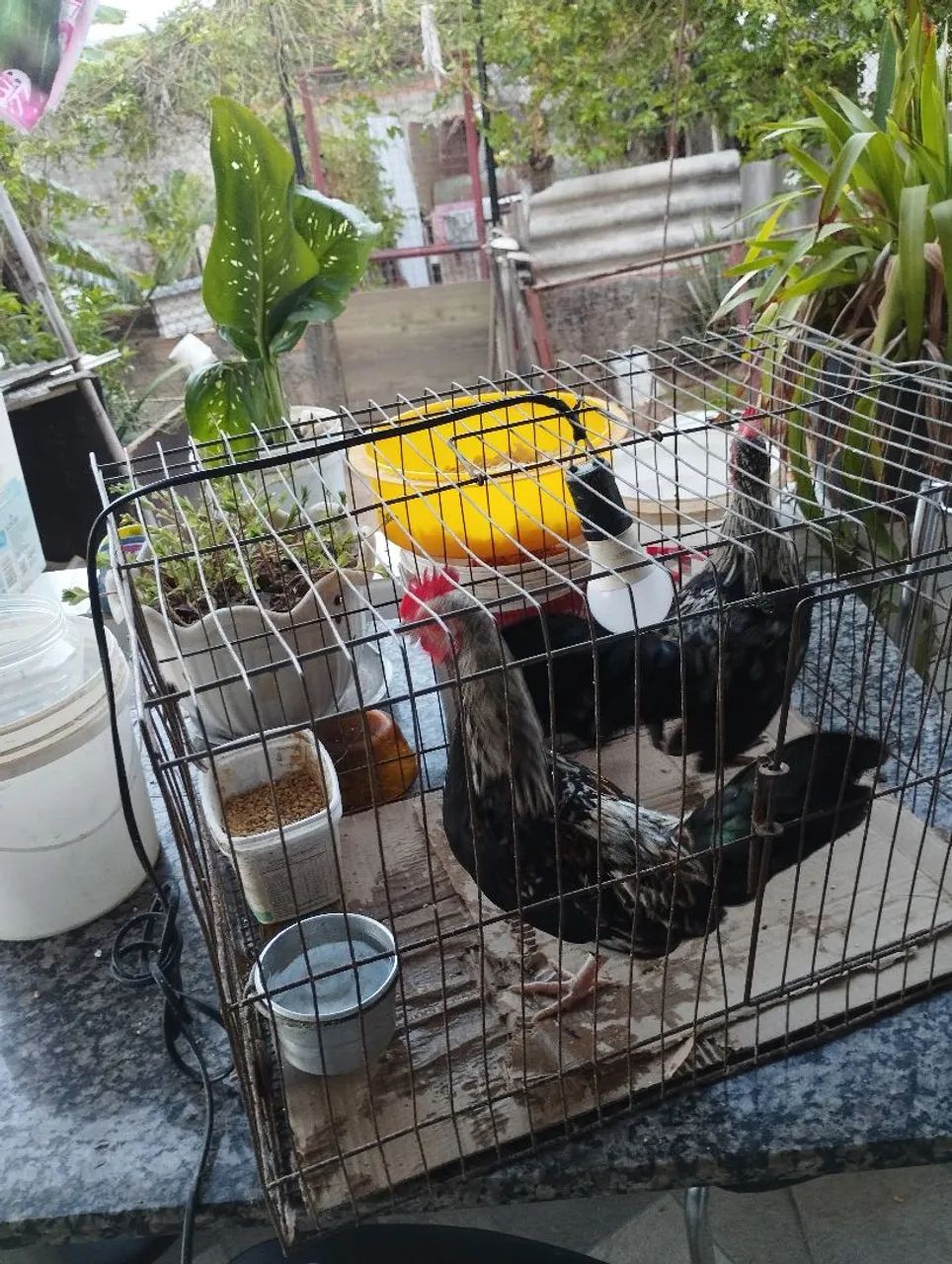 Galinhos mini galisé já estão cantando só 50,00 cada  - Foto 5