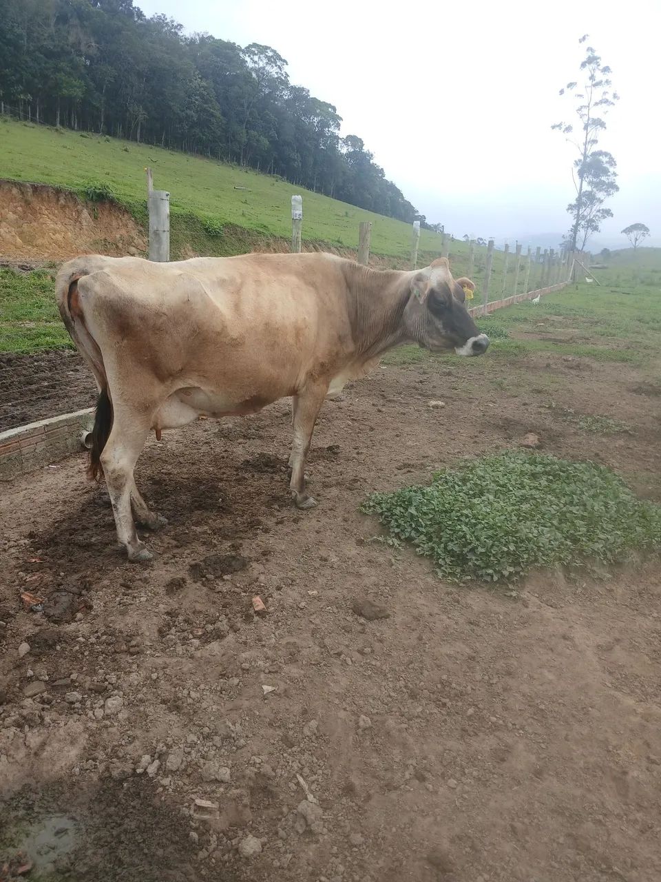 Vaca muito mansa - Foto 4