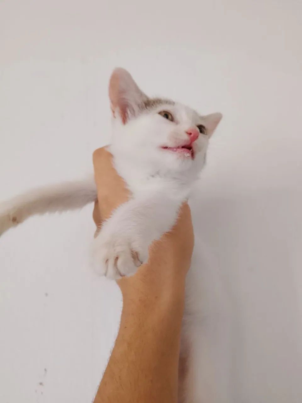 Gato Macho para adoção  - Foto 3