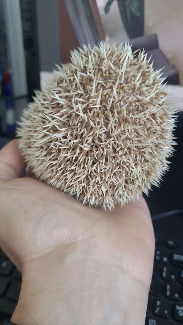 Hamster  - Foto 2