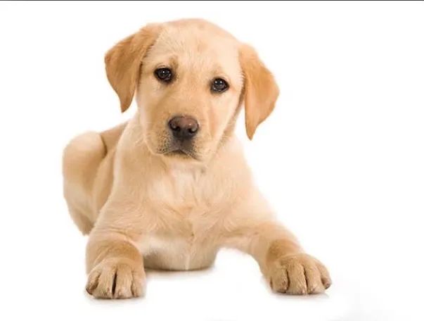 Filhote Labrador 