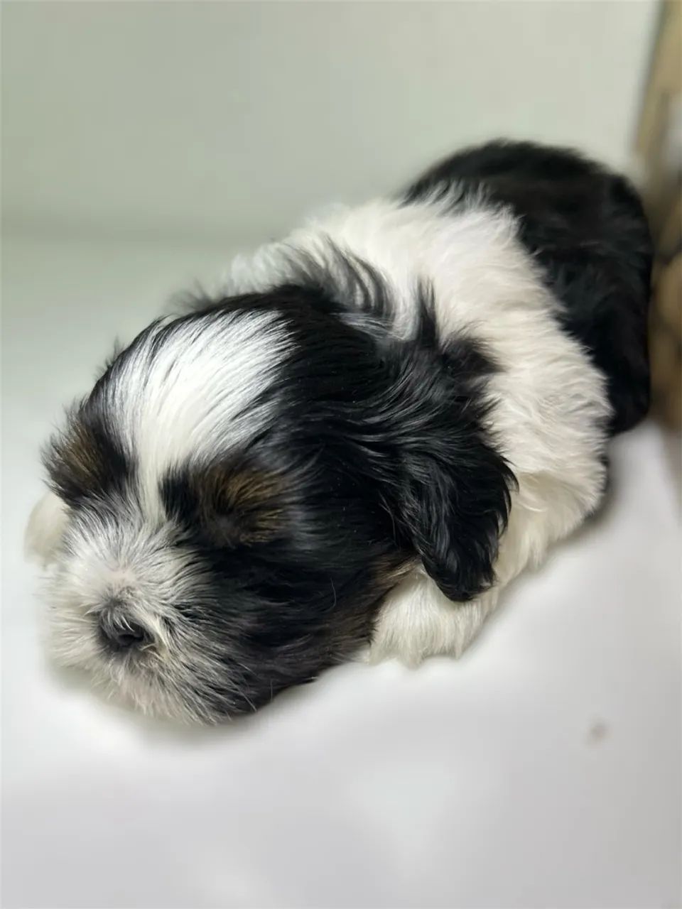 Cachorro - Foto 4