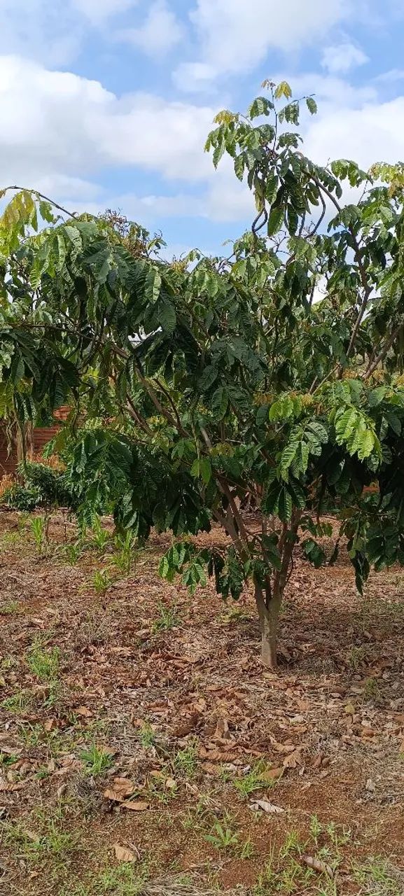 Chácara a Venda em Jataizinho  - Foto 3