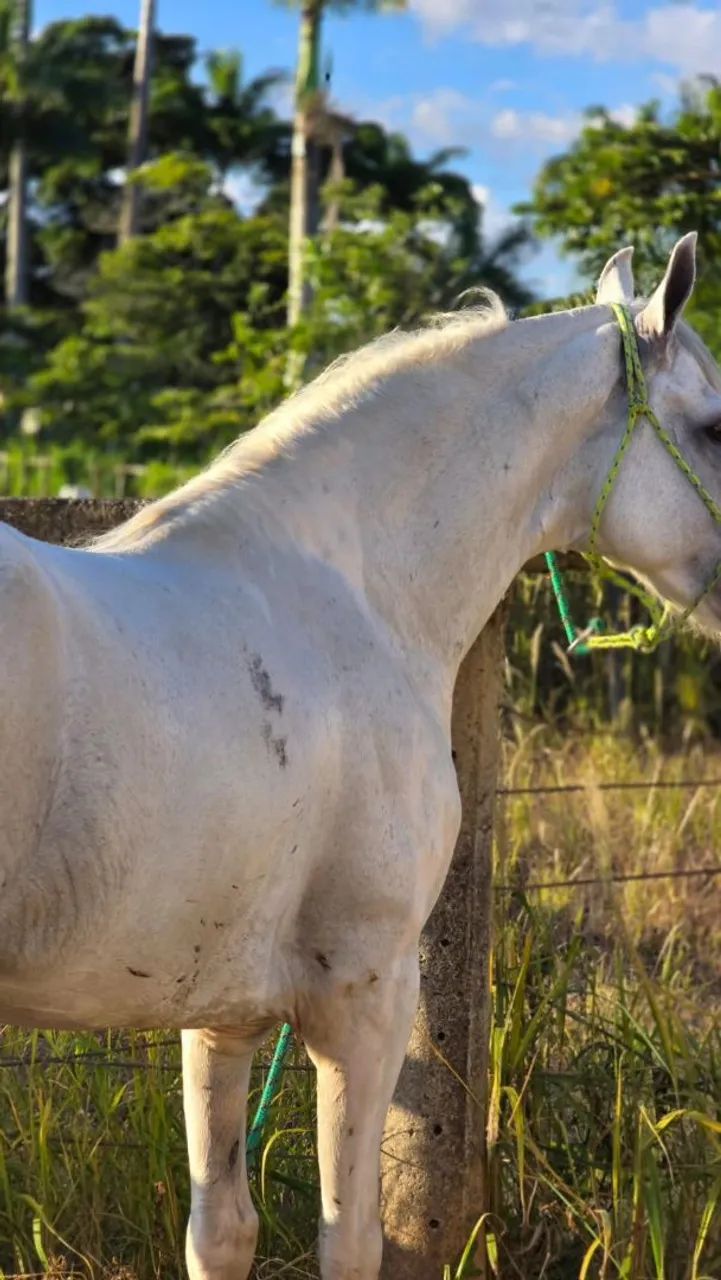 Cavalo registrado 7 anos batido. - Foto 3