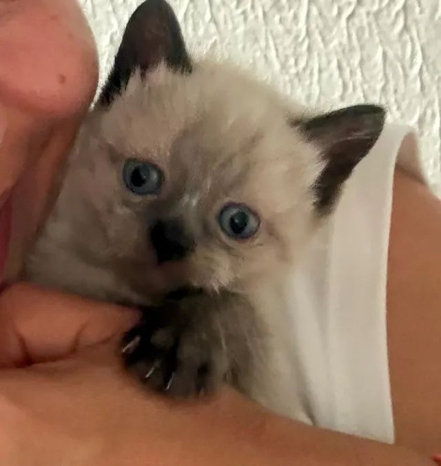 ADOTE A EDITH! - Foto 2