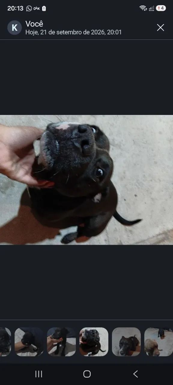 Filhote de pitbull - Foto 5