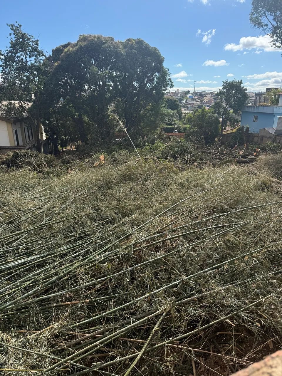 Doa-se lenha e bambu , em venda nova 