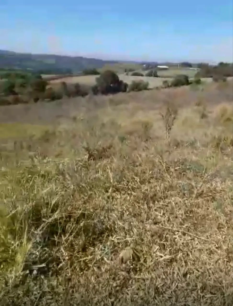 Vendo terreno rural em Campos Novos SC - Foto 3
