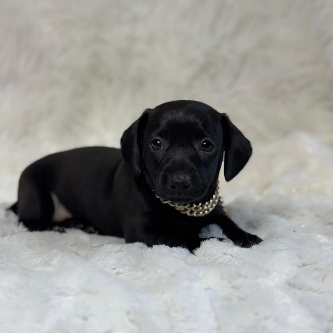 Dachshund black - Foto 3