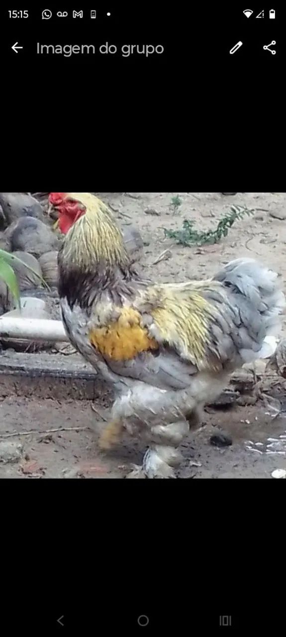 ovos,pintos, frangos e frangas das raças Brahmas. - Foto 2