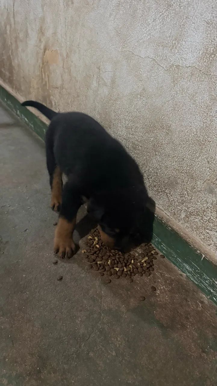 Cachorro  - Foto 4