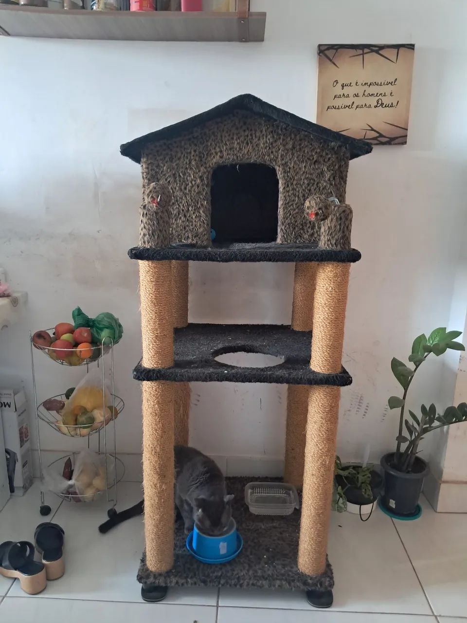 Pet - Foto 2