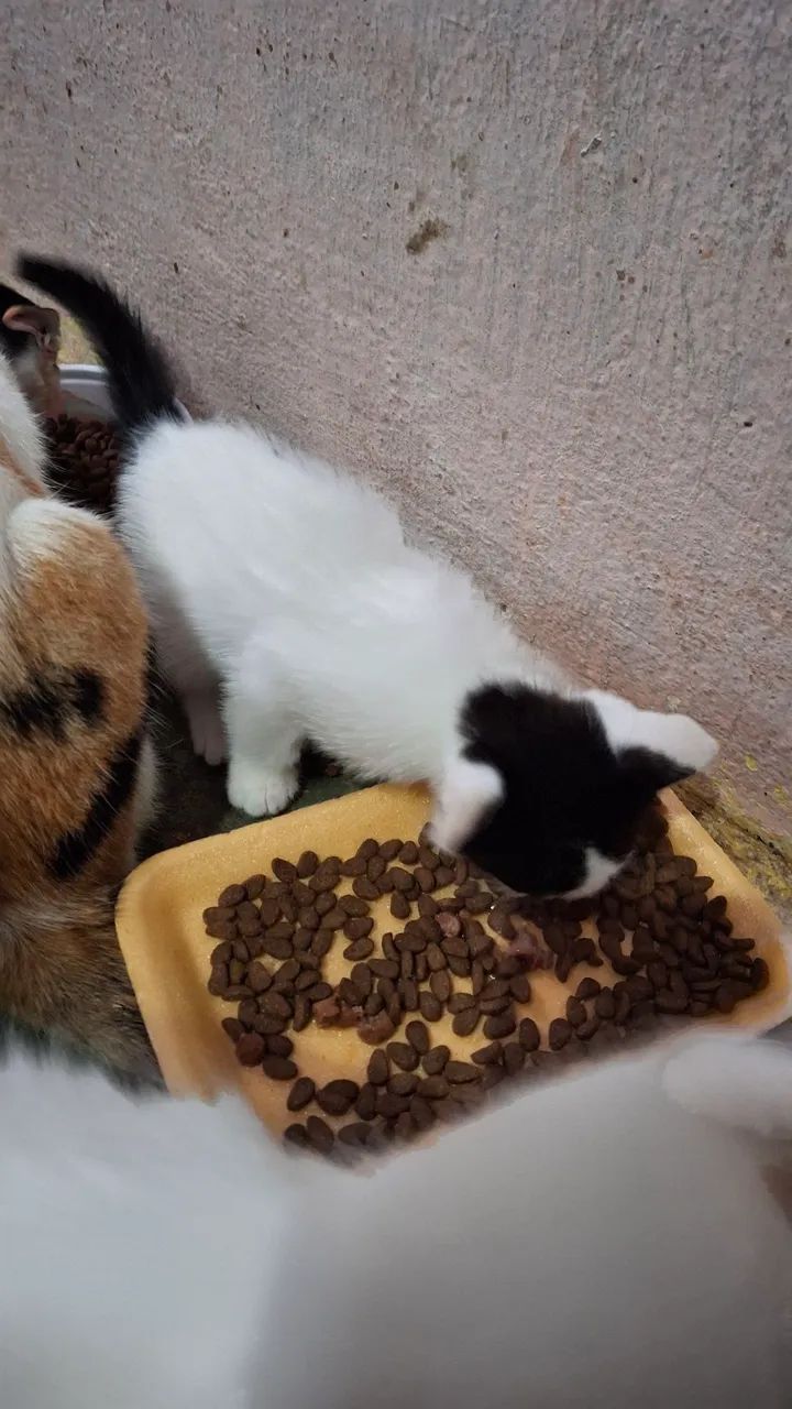 Gatas para doação  - Foto 4