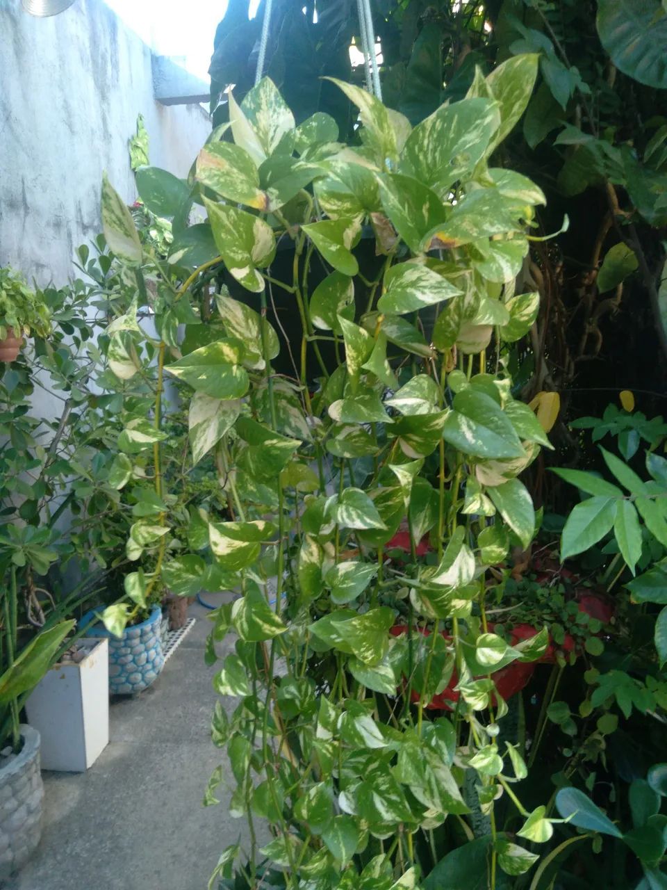 Planta  em cesta suspensa  - Foto 5