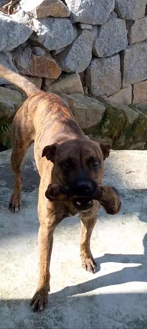 Doado Chico