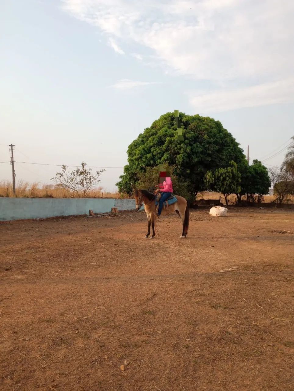 CAVALO 