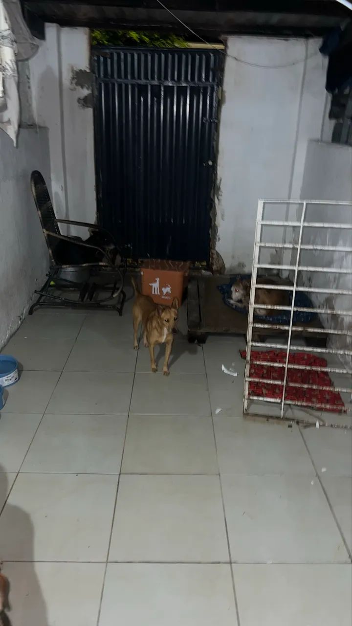 Casa para vender ou alugar  - Foto 5